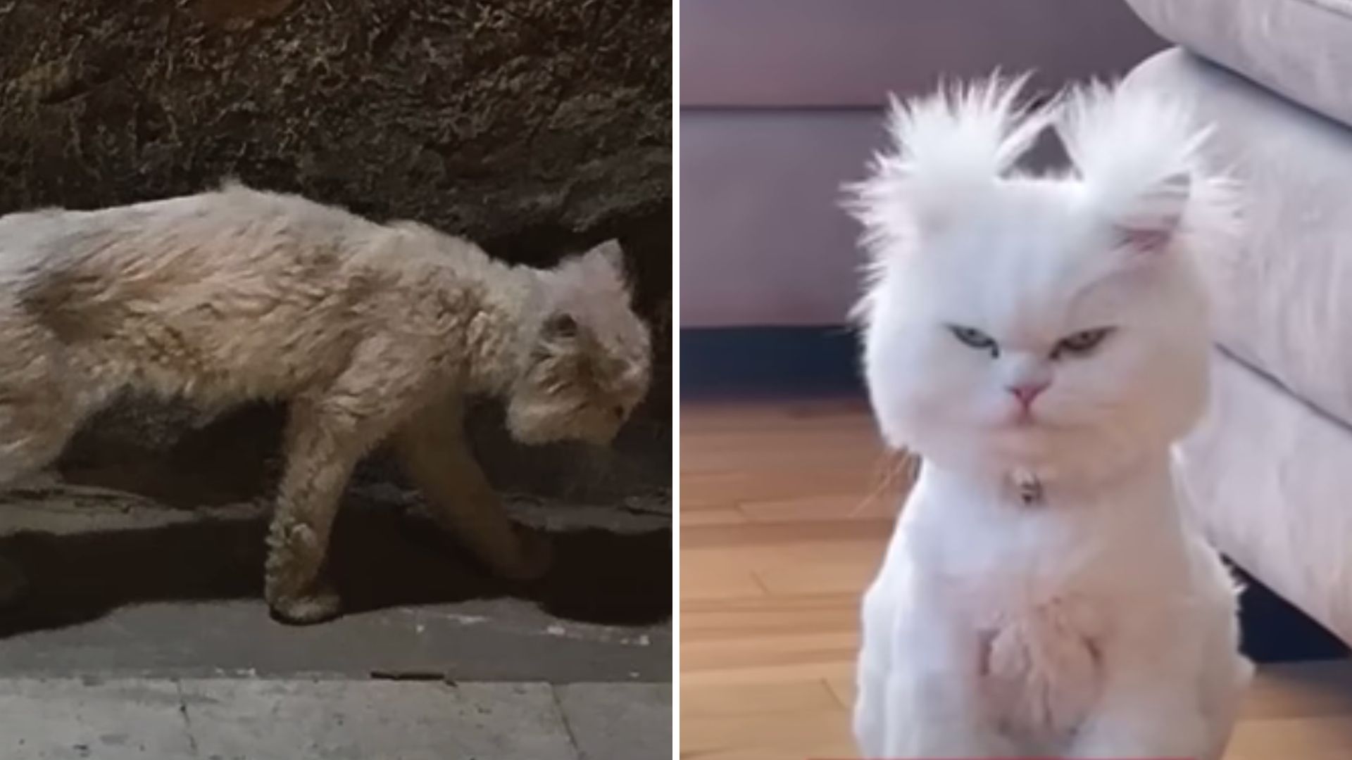 cat with funny eagle-like hairdo