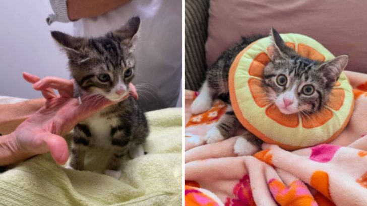 Rescued Kitten Thrives In Foster Home After Escaping A Life-Threatening Situation With Traffic