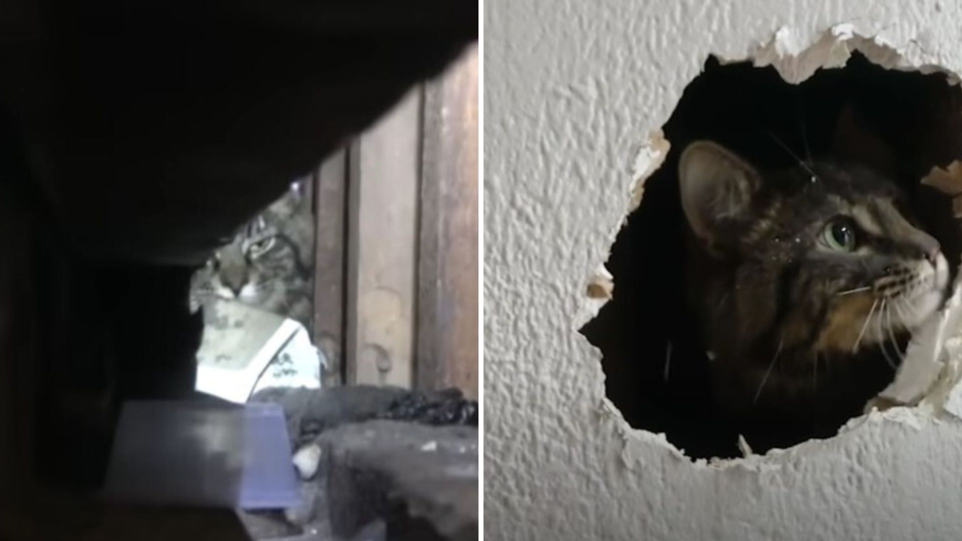 Rescuers Struggle To Free A California Cat That's Been Trapped Inside A Wall For Over A Week