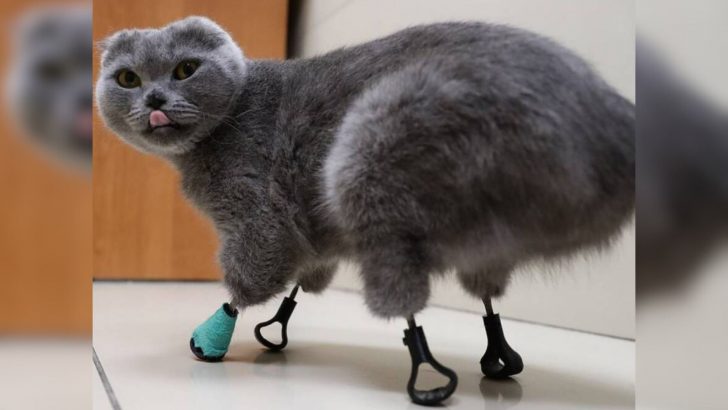 Resilient Cat Loses All Four Legs To Frostbite But Walks Again Thanks To Titanium Paws