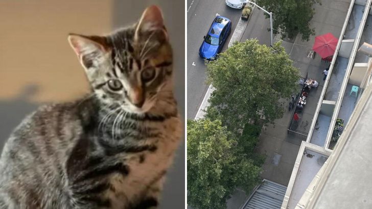 Seattle Woman Horrified As Her Beloved Cat Falls From 11-Story Apartment Deck