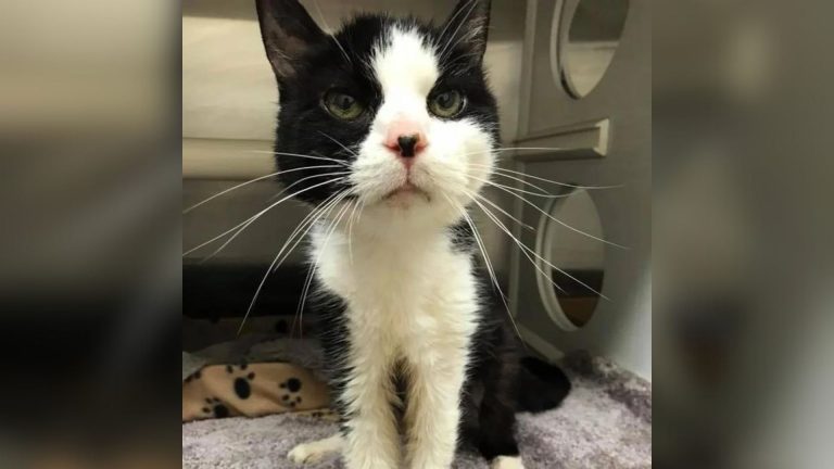 Senior Cat Gets Abandoned At Maryland Shelter For A Heartbreaking Reason