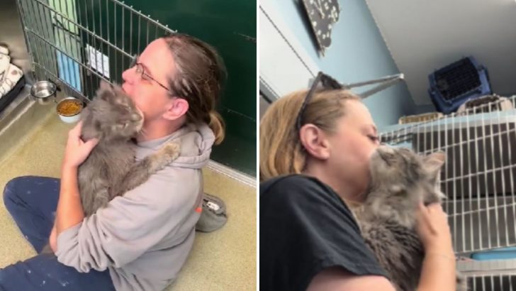 Senior Shelter Cat Only Wants Love And Thanks To A Viral Video He Gets His Chance