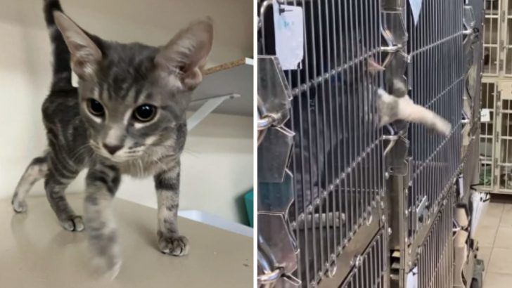 Shelter Kitten Wins Hearts Of People All Over The World With His Incredible Hidden Skill