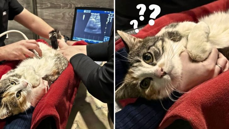 Shelter Takes In A ‘Pregnant’ Stray Cat, Only For Her Ultrasound To Reveal Shocking News