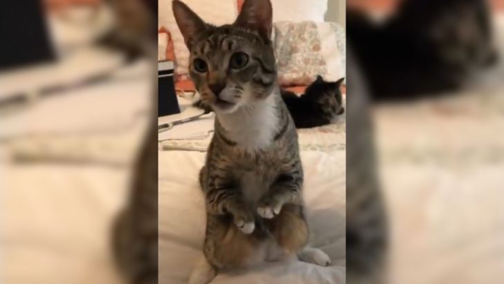 Short-Legged Kangaroo Cat Hops Into A Loving Home And Proves Nothing Can Hold Him Back