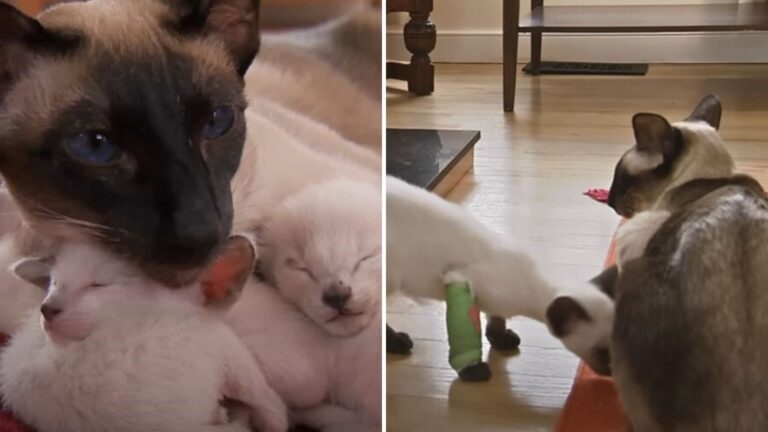 Siamese Mom Keeps Watch Over Her Kittens, Especially One She Can't Leave Behind