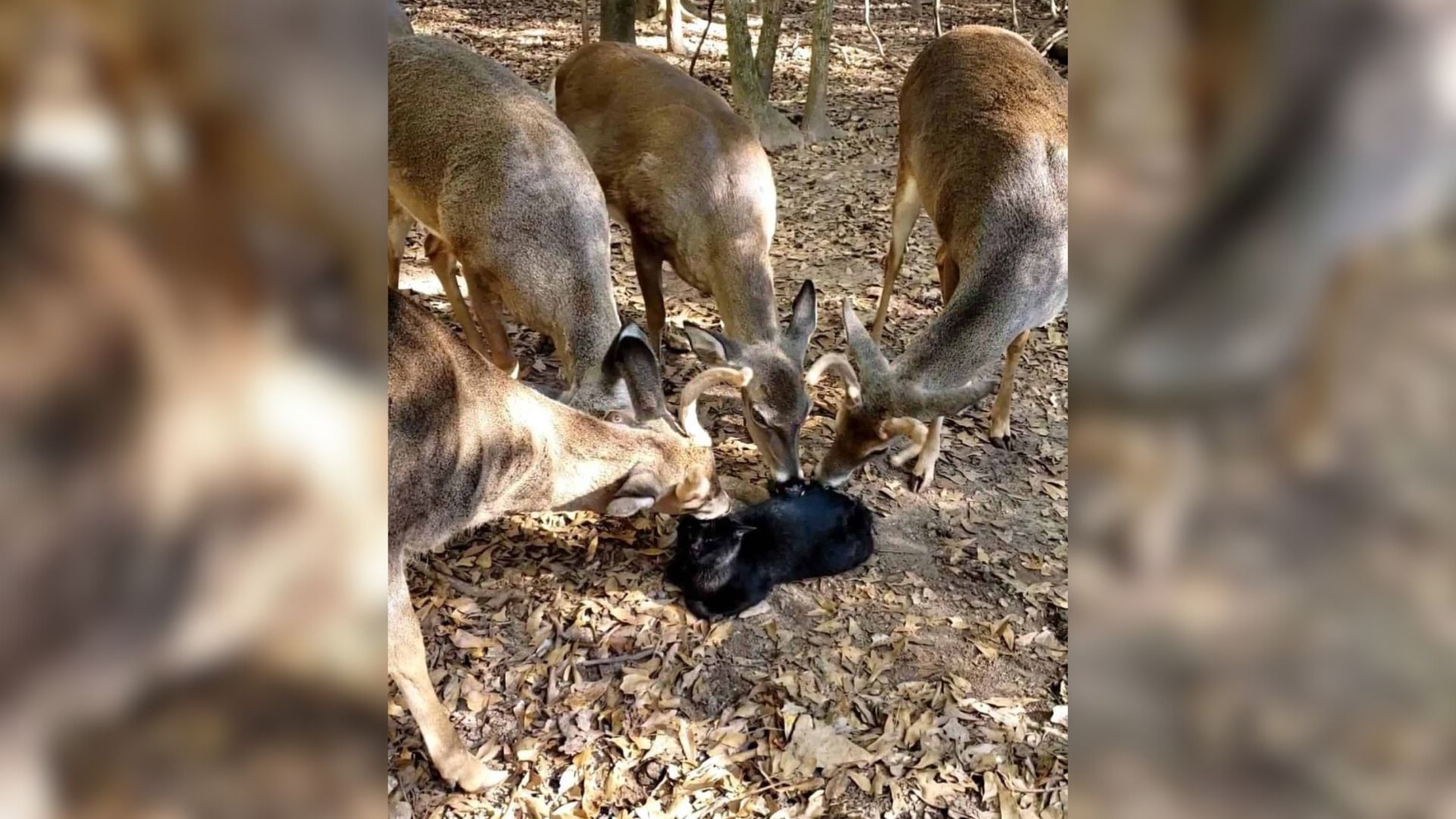 South Carolina Cat Finds Unexpected Love From A Gentle Deer Family