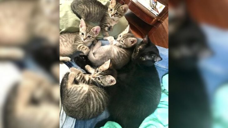 Special Needs Cat Becomes An Awarded ‘Foster Dad’ Caring For Over 100 Kittens