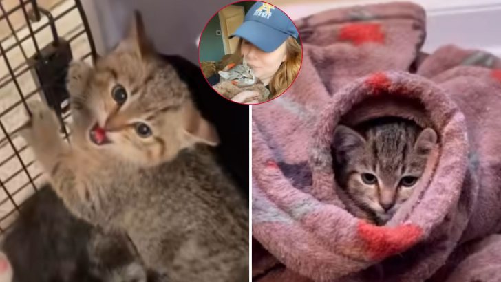 Spicy Kitten Hates His Foster Mom But A Cozy ‘Purrito’ Wrap Warms Him Up To Her