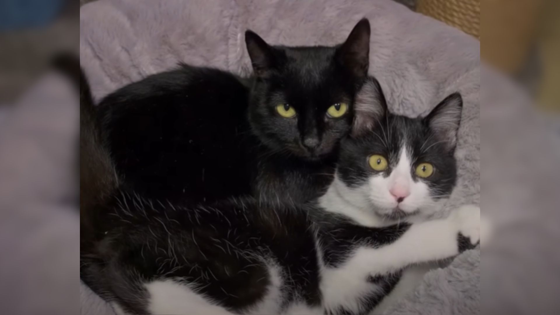 stray cat momreunites with her kitten