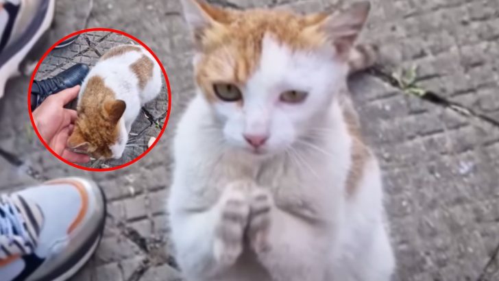 Stray Cat Pleads For Food And Help On The Streets Until One Kind Man Steps Up