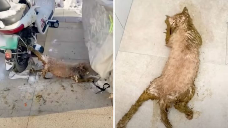 Stray Cat Stuck In A Motorcycle Wheel Covered In Oil Left To Await Her Final Moments