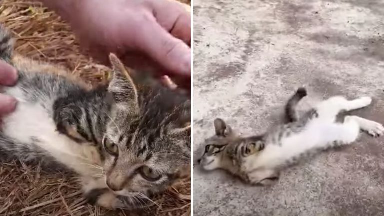 Stray Cat Who Lost Its Paws Desperately Begs People For Help On The Street