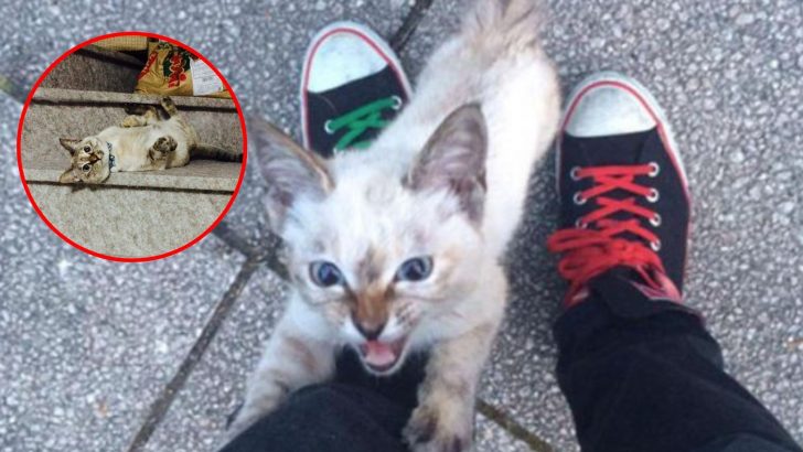 Stray Kitten Finds A Kind Man In A Park And Refuses To Let Him Go