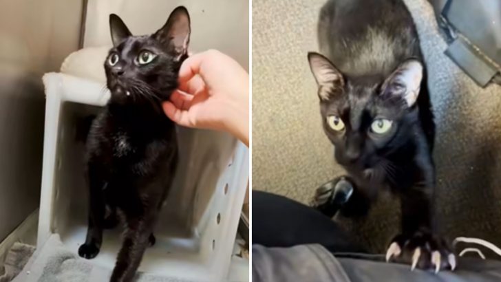 Surrendered Cat Transforms Into A Cuddle Bug, Stealing Hearts At The Shelter