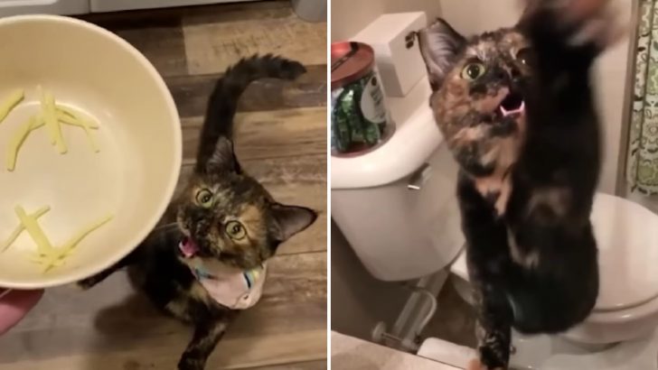 This Cat Will Yell And Yell Until She Gets What She Wants But Her Mom Seems To Be OK With It