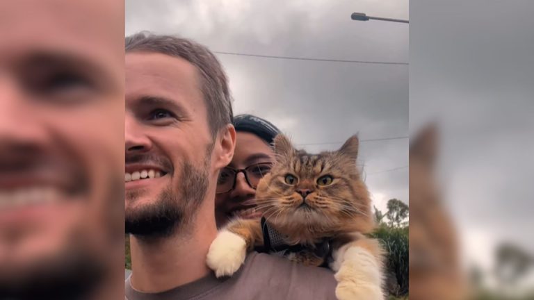 cat riding a scooter with parents