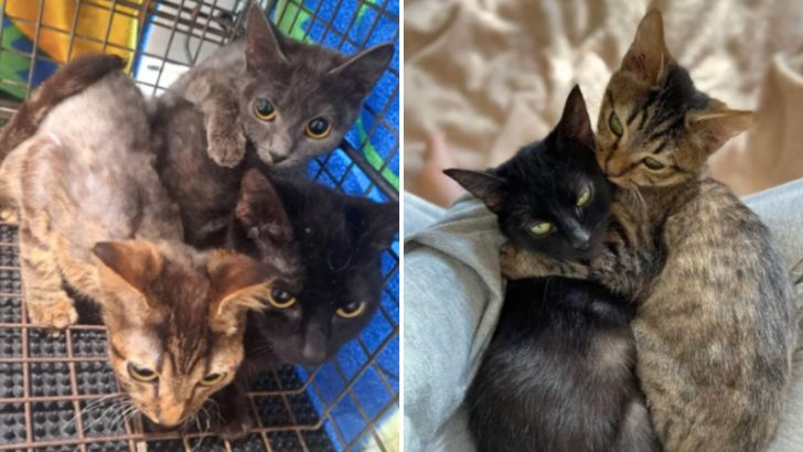 Three Kitten Siblings Find Joy And Comfort After Receiving Care They Truly Deserve