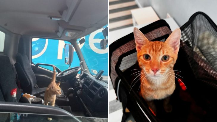 Tiny Kitten Finds The Smartest Way To Get Rescued From The Streets, And You Won’t Believe How