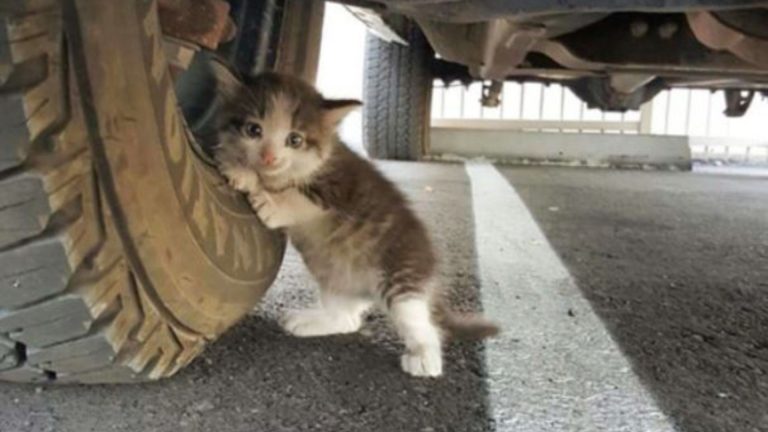 tiny kitten stuck under a truck