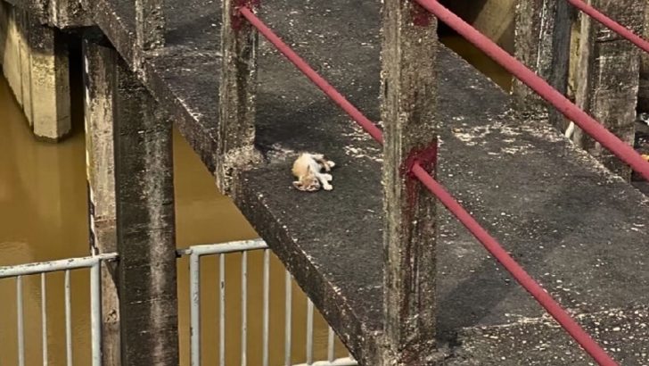 Tiny Malnourished Kitten Abandoned At The Big Dam Waits For Someone To Turn Her Luck Around