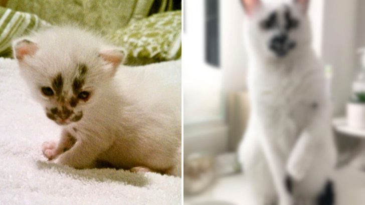 Unique-Looking Kitten Begged To Get Rescued From The Construction Site And Look At Her Now