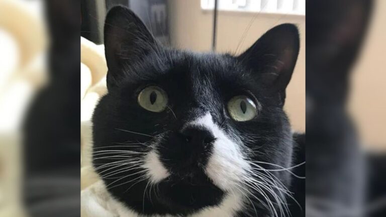 Utah Tuxedo Cat With Special Needs Charms Everyone And Lands The Home He Deserves