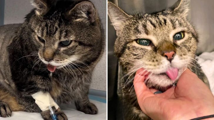 Why 18 Days Of Love In Foster Home Meant Everything To This Senior Cat With Declining Health