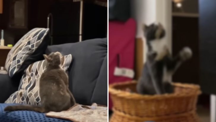 Woman Adopts Cat With Hallucinations And You Won’t Believe What Her Life Is Like Now