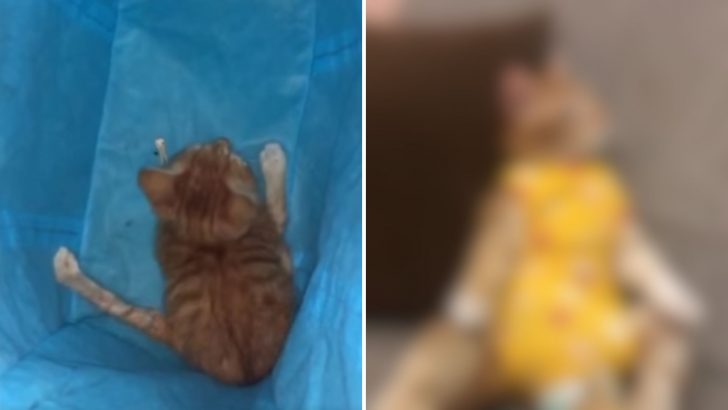 Woman Finds A Paralyzed Cat And The Vet Suggests She Euthanize Him