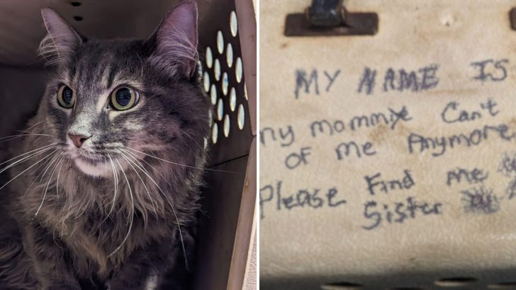 Woman Leaves Cats In Front Of Asheville Shelter With Heartfelt Note Engraved On Carrier