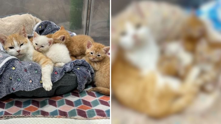 Woman Promises To Return For Cat And Kittens At Shelter, Comes Back After A Month