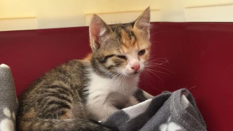 rescued kitten