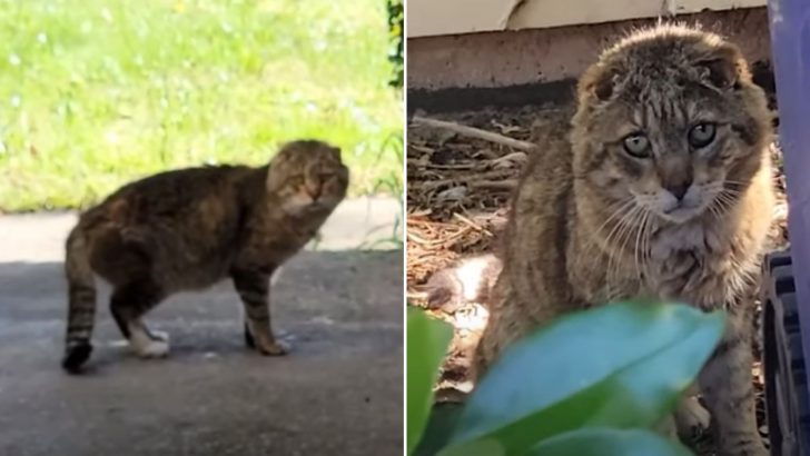 Woman Spends Nearly Two Months Chasing A Feral Tom Cat Until She Finally Earns His Trust