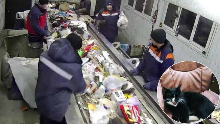 Worker Stunned When A Routine Garbage Sorting Task Reveals A Cat Sealed Inside A Trash Bag