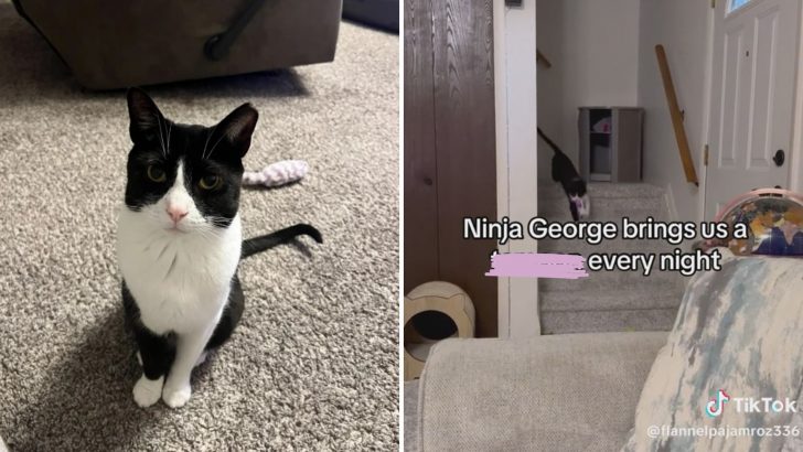 You Won’t Believe What This Silly Cat Brings His Parents From The Bathroom Every Single Night