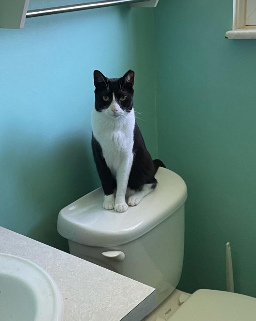 a black and white cat is sitting on a cistern