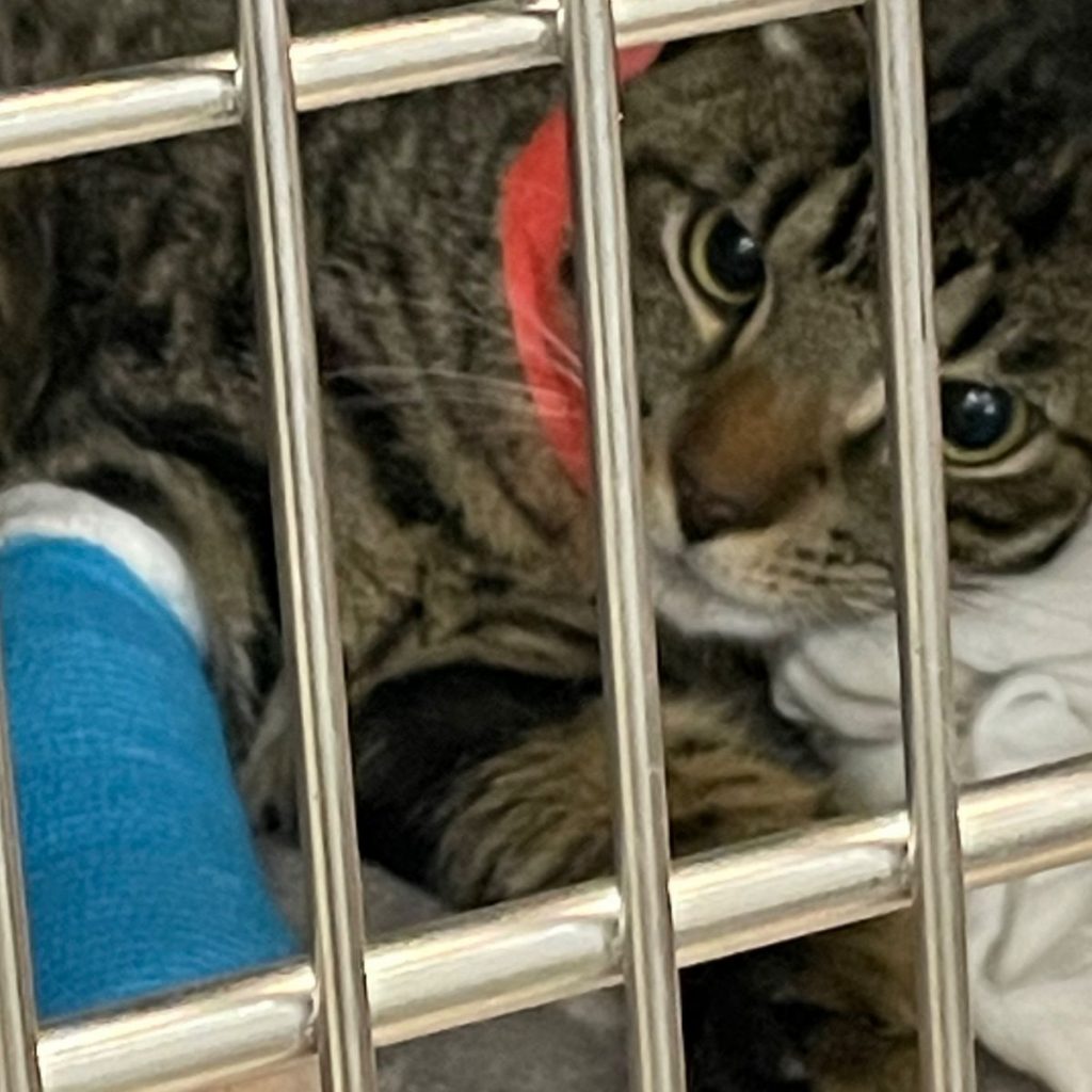 a cat in a cage is looking at the camera