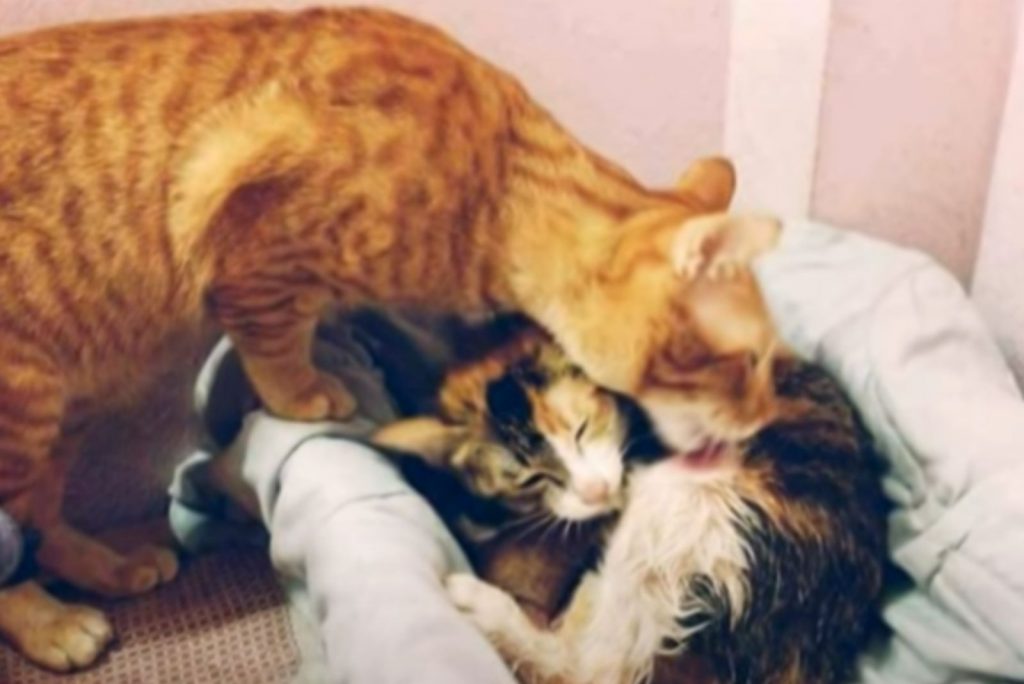 a cat licks another cat