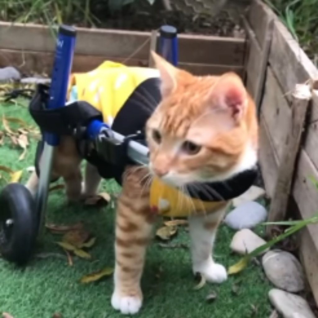 a cat with a wheelchair