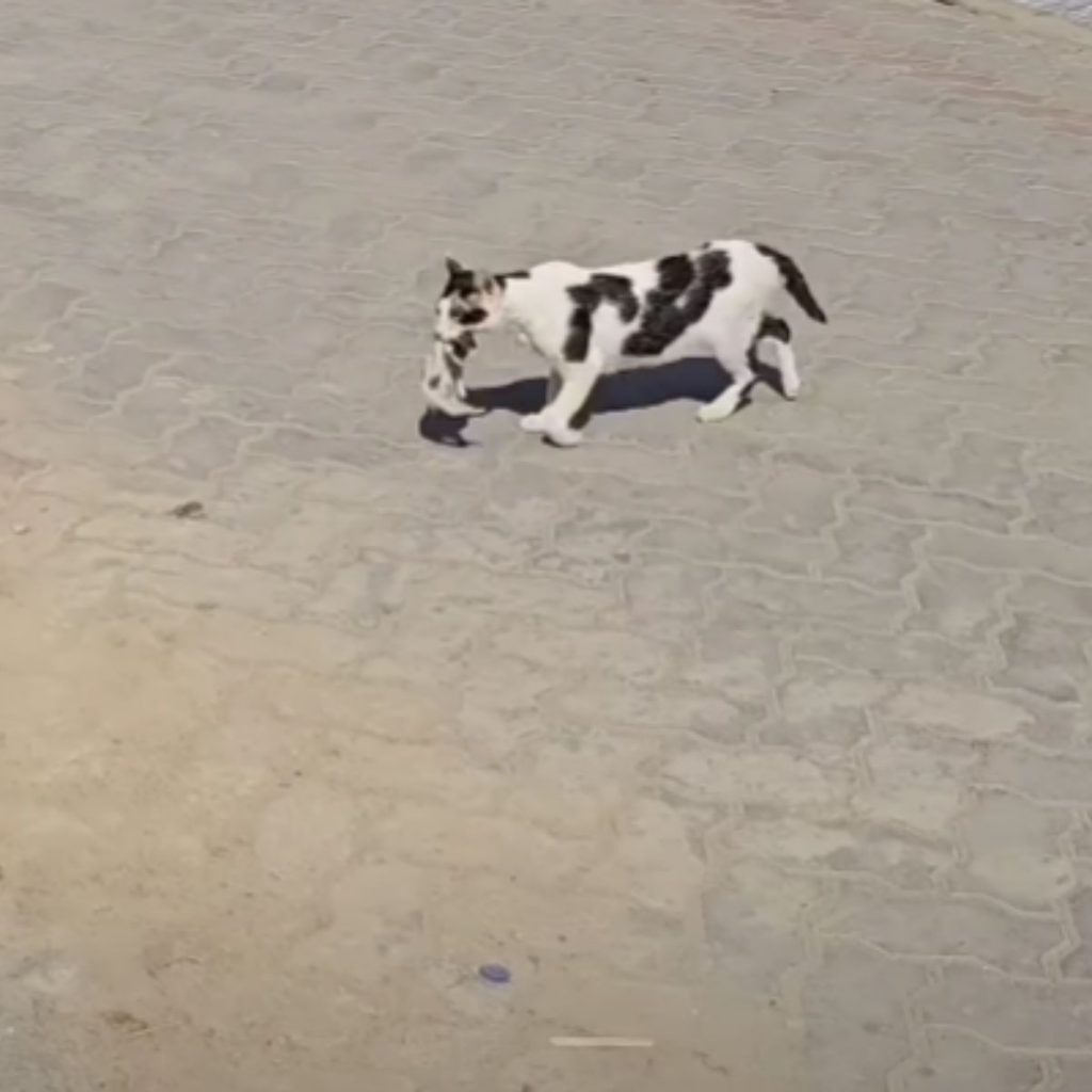 a colorful cat carries a striped kitten down the street