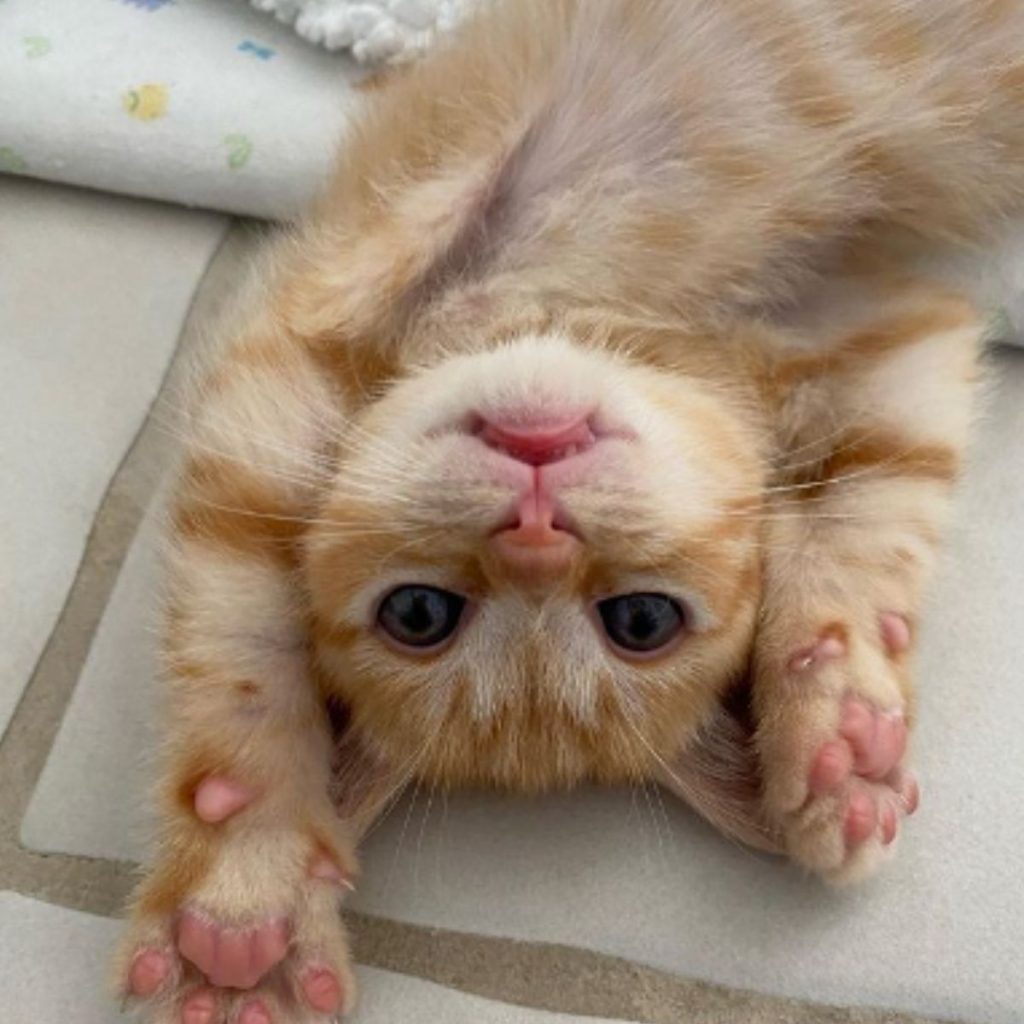 a cute cat stretches in front of the camera