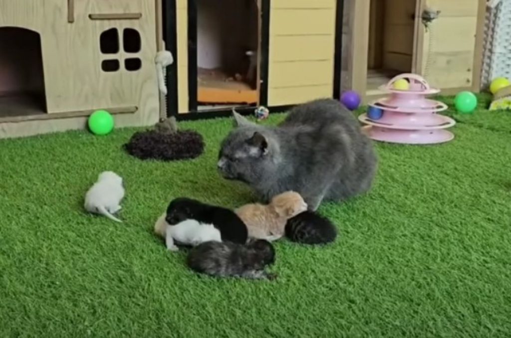 a gray cat sits next to her kittens