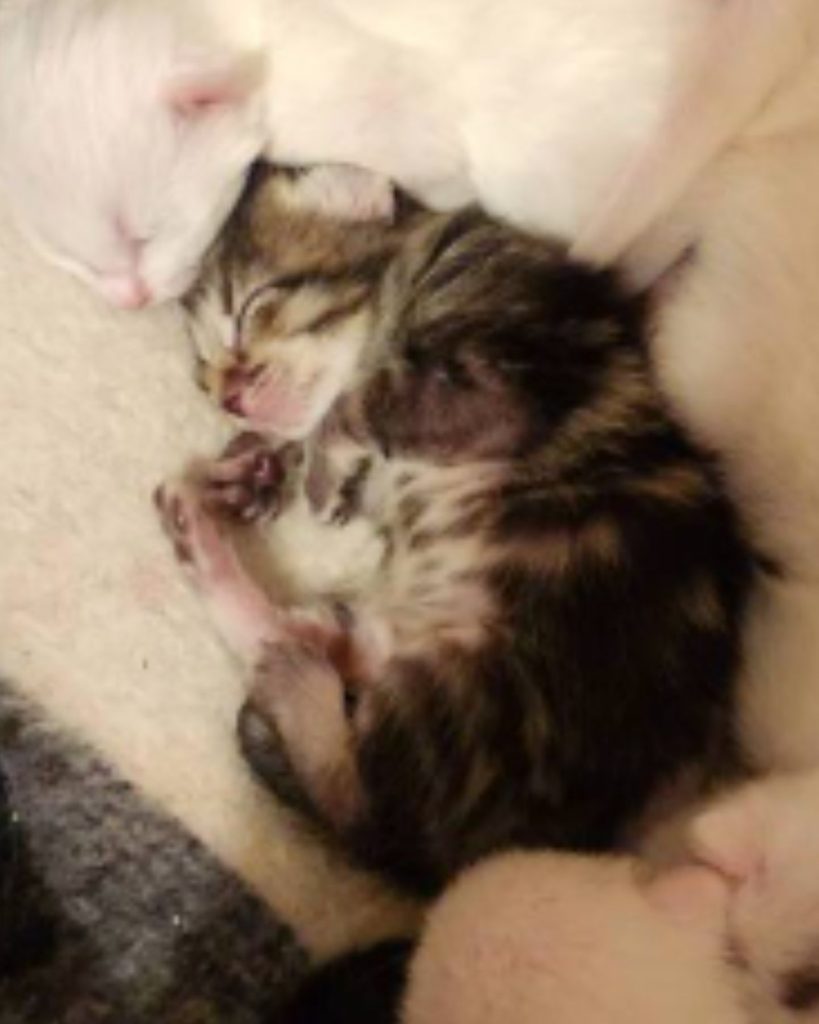 a kitten curled up next to its mother