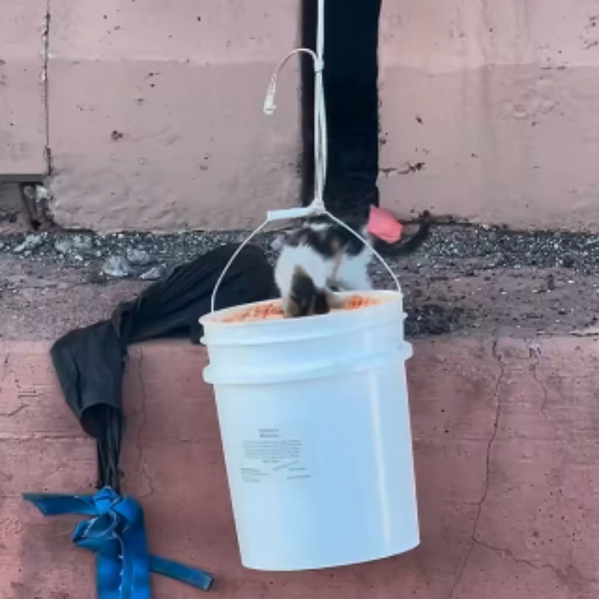 a kitten looking into the can