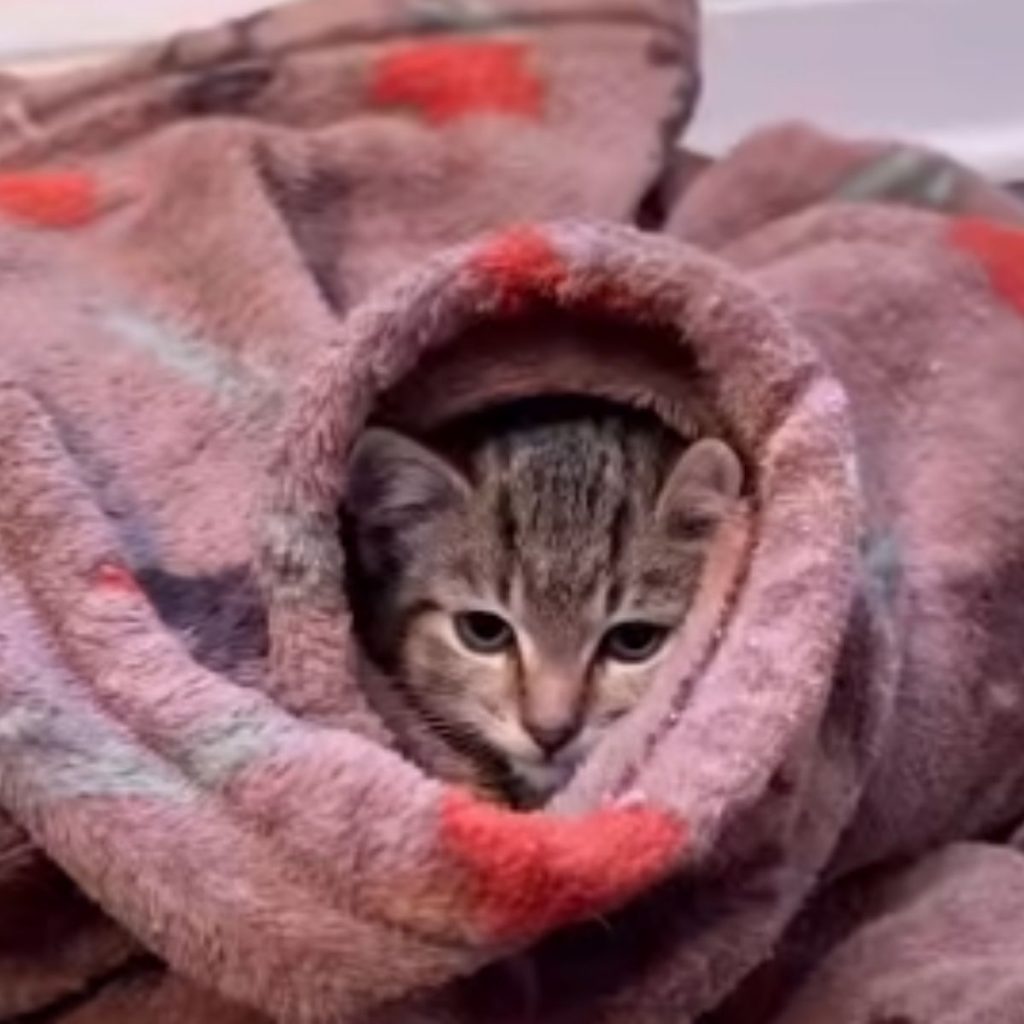 a kitten wrapped in a colorful blanket