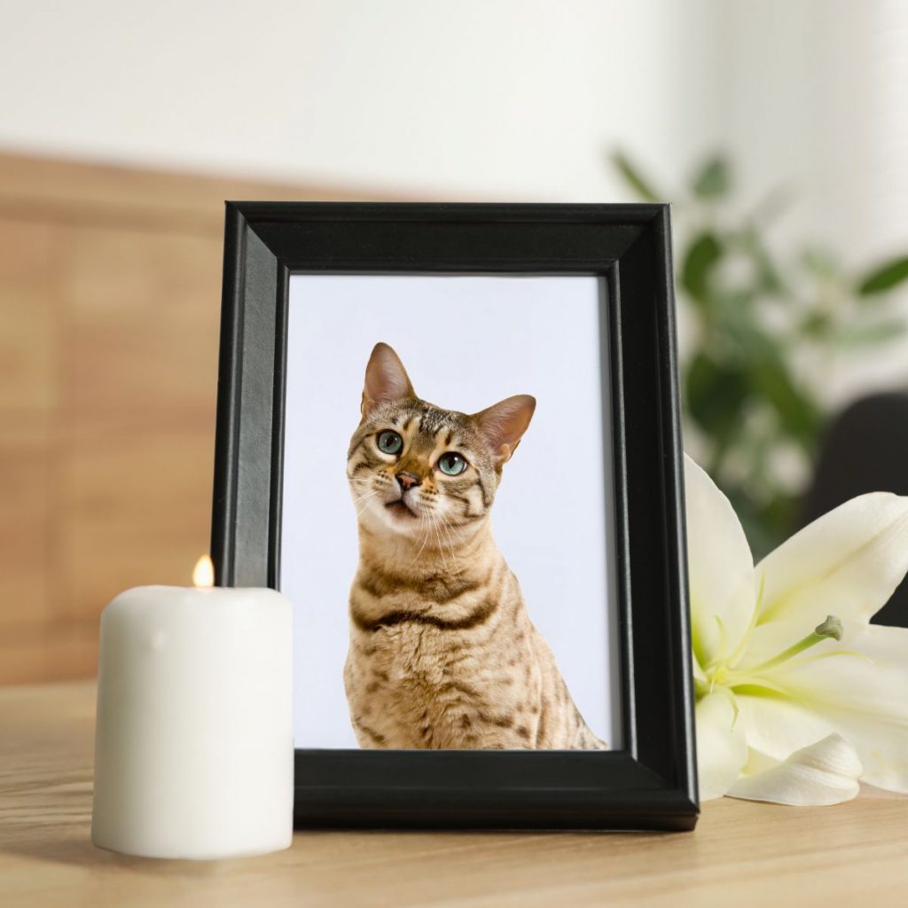 a lit candle and a picture of a cat next to it