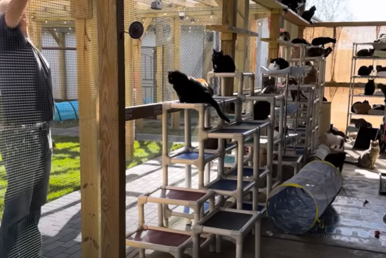 a lot of cats in a shelter