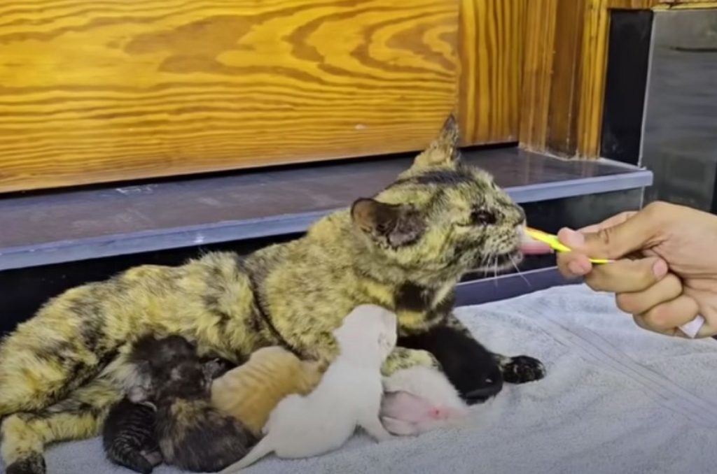 a man feeds a cat while nursing kittens